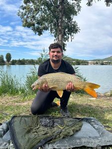 Common Carp