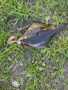 Smooth Flounder
