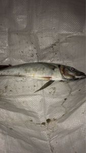 Mediterranean Horse Mackerel