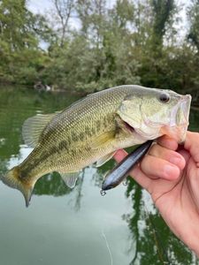 Black Bass (Achigan à Grande Bouche)