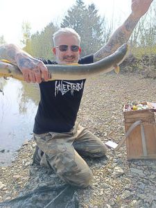 European Eel (Common Eel)