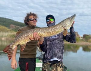 Northern Pike