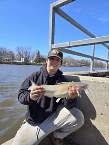 Channel Catfish