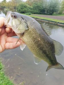 Largemouth Bass