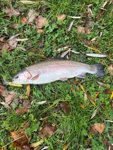 Rainbow Trout