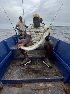 Great Barracuda