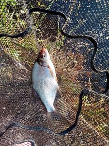 Common Bream