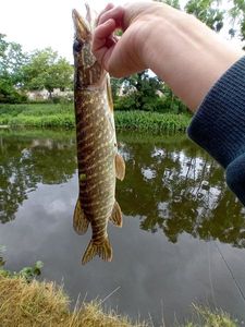 Northern Pike