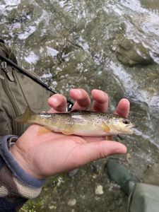 Brown Trout