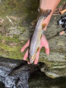 Brown Trout
