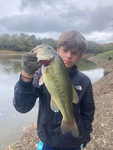 Largemouth Bass