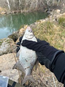 Common Bream