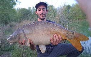 Mirror Carp