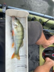 European Perch