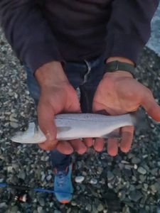 European Bass (Seabass)