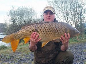 Common Carp