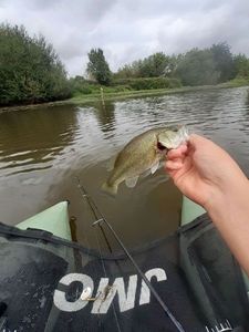 Largemouth Bass