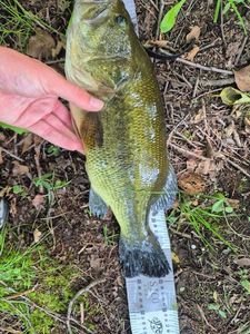 Largemouth Bass