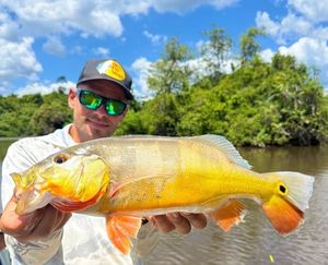 Peacock Bass ( Monoculus)