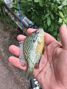 Pumpkinseed