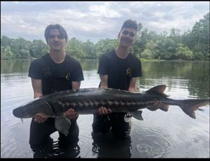 Sturgeon