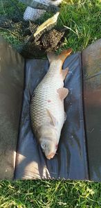 Grass Carp