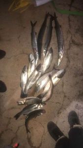 European Bass (Seabass)