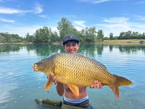 Common Carp