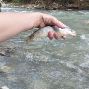 Brown Trout