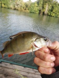 European Perch