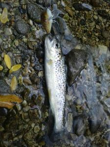 Brown Trout