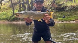 Brown Trout