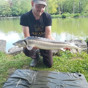 Sturgeon