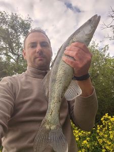 Zander