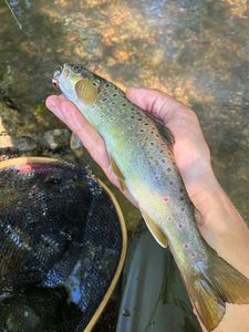 Brown Trout