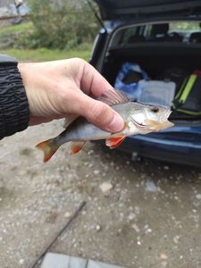 European Perch
