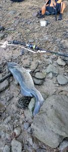 European Bass (Seabass)