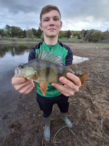 European Perch