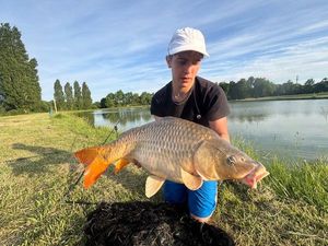 Common Carp