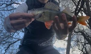 European Perch