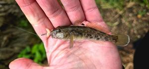 Round Goby