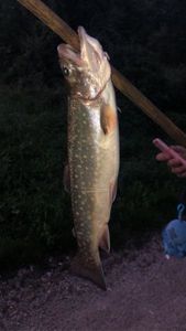 Brook Trout
