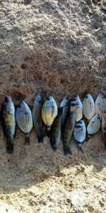Dolphinfish