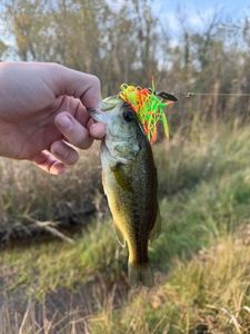 Largemouth Bass