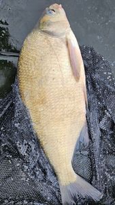 Common Bream