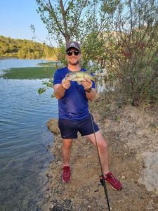 Largemouth Bass