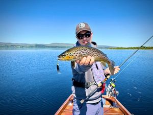 Brown Trout