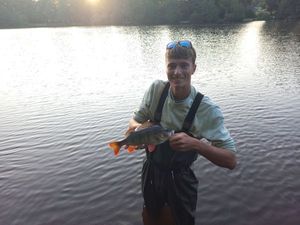 European Perch