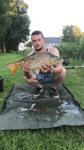 Common Carp