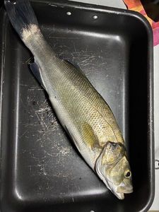 European Bass (Seabass)